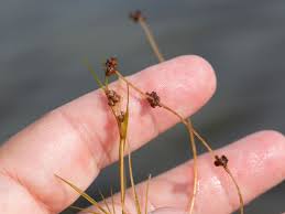 Attēlu rezultāti vaicājumam “Stuckenia filiformis bud”