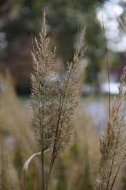 Attēlu rezultāti vaicājumam “Calamagrostis arundinacea leaf”