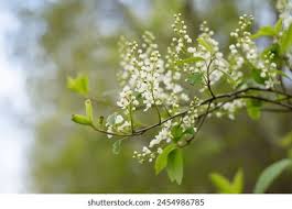 Attēlu rezultāti vaicājumam “Padus avium leaf”