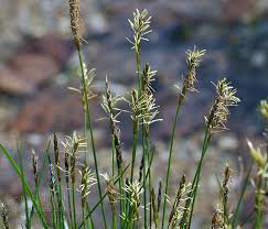 Attēlu rezultāti vaicājumam “Carex pulicaris”
