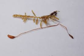 Attēlu rezultāti vaicājumam “Hygroamblystegium tenax”