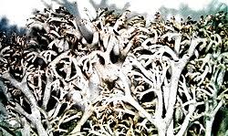 Attēlu rezultāti vaicājumam “Cladonia mitis”