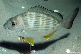 Image result for Rhabdosargus holubi