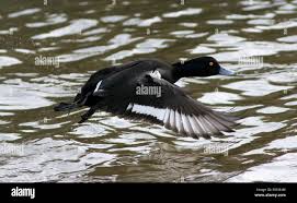 Attēlu rezultāti vaicājumam “Aythya fuligula male”