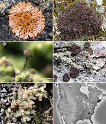 Attēlu rezultāti vaicājumam “Chaenotheca stemonea”