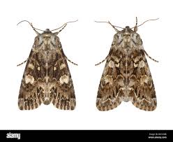 Attēlu rezultāti vaicājumam “Papestra biren”