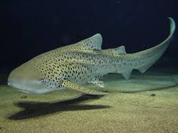 Image result for Stegostoma tigrinum