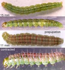 Attēlu rezultāti vaicājumam “Agonopterix heracliana”