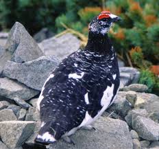 Attēlu rezultāti vaicājumam “Lagopus lagopus male”