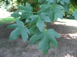 Attēlu rezultāti vaicājumam “Acer campestre leaf”