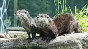 Attēlu rezultāti vaicājumam “Lutra lutra”
