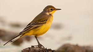 Attēlu rezultāti vaicājumam “Motacilla flava flava”