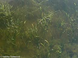 Attēlu rezultāti vaicājumam “Alisma gramineum”