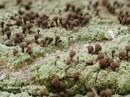 Attēlu rezultāti vaicājumam “Chaenotheca trichialis”