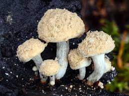 Attēlu rezultāti vaicājumam “Asterophora lycoperdoides”