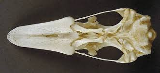 Attēlu rezultāti vaicājumam “Anser serrirostris”