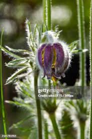 Attēlu rezultāti vaicājumam “Pulsatilla pratensis leaf”