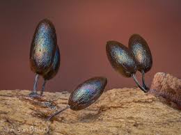 Attēlu rezultāti vaicājumam “Comatricha alta young”