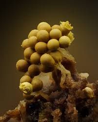 Attēlu rezultāti vaicājumam “Oligonema sp.”