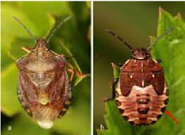Attēlu rezultāti vaicājumam “Carpocoris sp.”