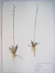 Attēlu rezultāti vaicājumam “Lobelia dortmanna leaf”