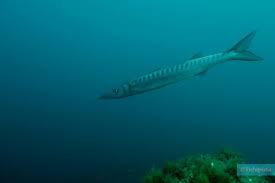 Image result for Sphyraena viridensis