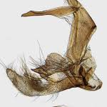 Attēlu rezultāti vaicājumam “Catoptria permutatellus”