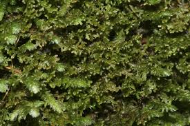 Attēlu rezultāti vaicājumam “Frullania tamarisci macro”