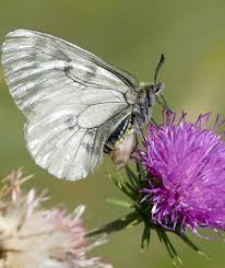 Attēlu rezultāti vaicājumam “Parnassius mnemosyne”