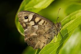 Attēlu rezultāti vaicājumam “Pararge aegeria underside”