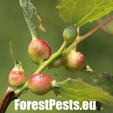 Attēlu rezultāti vaicājumam “Pucciniastrum areolatum”