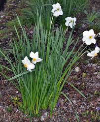 Attēlu rezultāti vaicājumam “Narcissus poeticus”