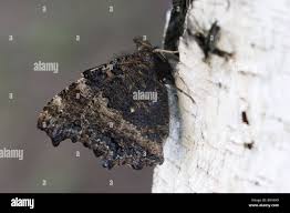 Attēlu rezultāti vaicājumam “Nymphalis xanthomelas pupa”