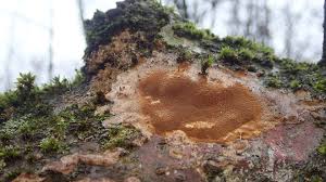 Attēlu rezultāti vaicājumam “Phellinus ferruginosus”