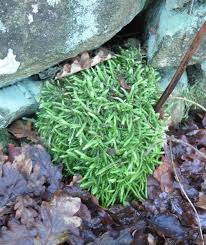 Attēlu rezultāti vaicājumam “Plagiothecium sp.”