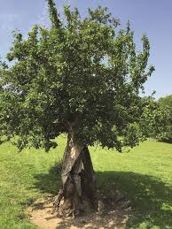 Attēlu rezultāti vaicājumam “Malus sylvestris”