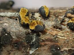 Attēlu rezultāti vaicājumam “Trichia alpina macro”