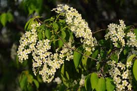 Attēlu rezultāti vaicājumam “Prunus padus var. roseiflora flower”