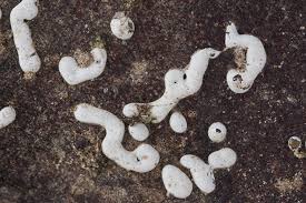 Attēlu rezultāti vaicājumam “Didymium tussilaginis”