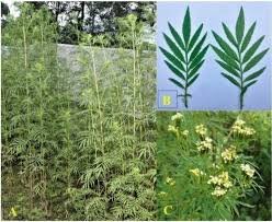 Attēlu rezultāti vaicājumam “Tagetes leaf”