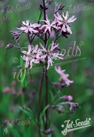 Image result for Lychnis flos-cuculi
