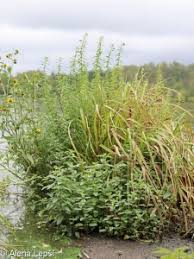 Attēlu rezultāti vaicājumam “Mentha x verticillata leaf”