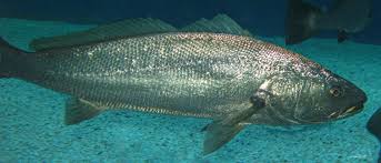 Image result for Argyrosomus regius