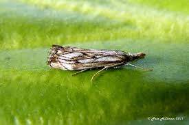 Attēlu rezultāti vaicājumam “Catoptria falsella”