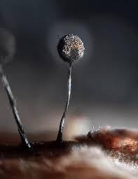 Attēlu rezultāti vaicājumam “Collaria arcyrionema”