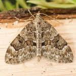 Attēlu rezultāti vaicājumam “Thera variata”