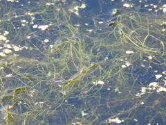 Attēlu rezultāti vaicājumam “Potamogeton trichoides”