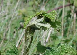Attēlu rezultāti vaicājumam “Notocelia uddmanniana”