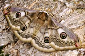Attēlu rezultāti vaicājumam “Saturnia pavonia eggs”