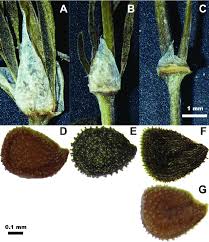 Attēlu rezultāti vaicājumam “Spergularia rubra”